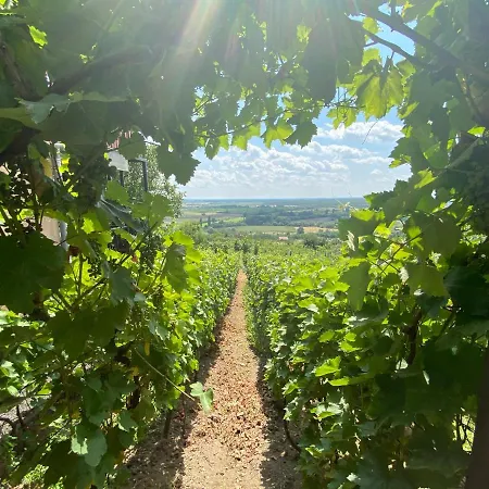 Feher Szolo Vendeghaz